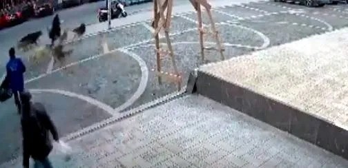 İstanbul'da başıboş köpek saldırısı! Yolda yürüyen kadına saldırdılar